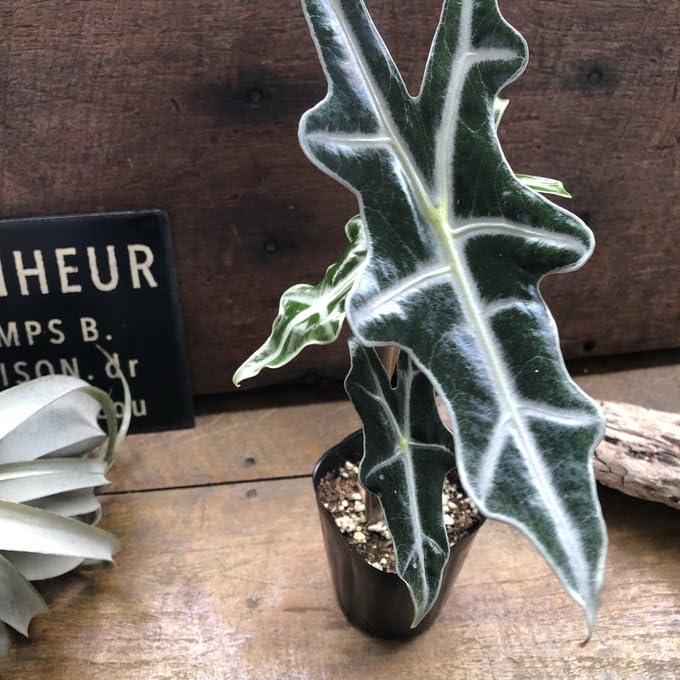 Amazon｜サンデリアナ ノビリス アロカシア 観葉植物 インテリア